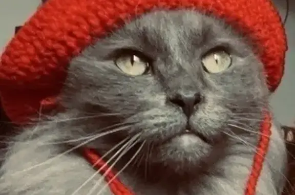 Lost cat, Valley Lane, 114, London - grey long-haired male - photo