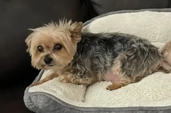Lost dog, Scudder Avenue, Copi...