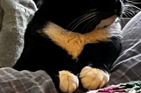 Lost cat, Emerald Street, New York - male tuxedo cat - photo