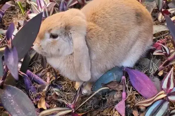 Found the bunny hoping around our building. Thought maybe it belongs to a neighbour but noone has claimed it and its been a few days. It doesn't look feral as not scared of people approaching.