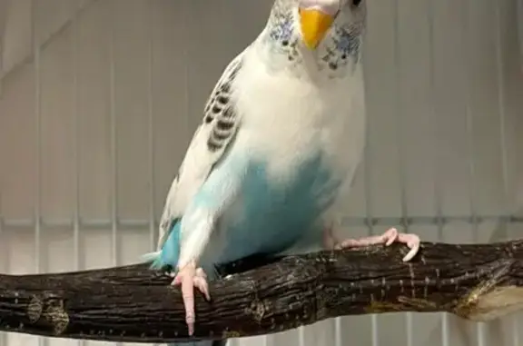 Lost bird, Fox Run Drive, Geneva, Arlington - female bird with white, grey, and black coloring - photo