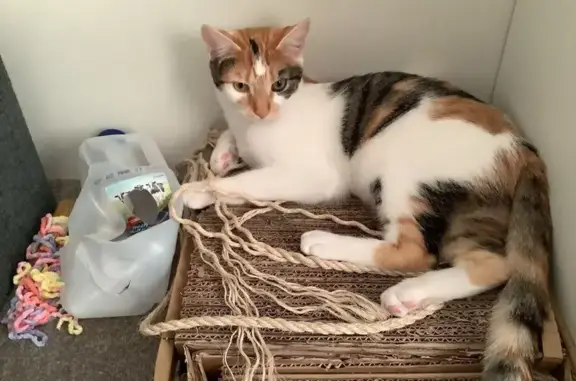 Lost cat, Netherby Road, Wanneroo - female tricolour with green eyes - photo