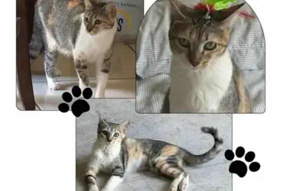 Perdido gato hembra, Doctorado...