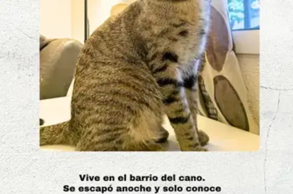Gatos perdidos, Madrid, foto: Perdido gato macho, Seville, Andalusia, Madrid - rayado gris con ojos azules