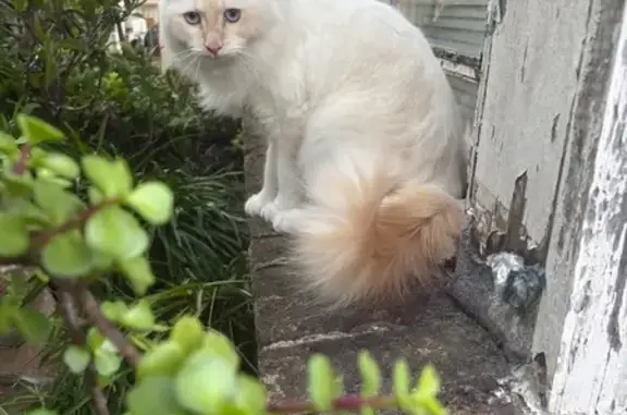 Ragdoll male 1.5 years old, long white hair with ginger ears, face and tail.