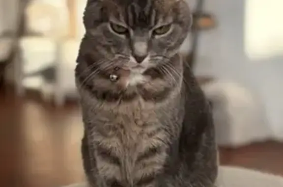 Chat perdu femelle, Rue de la Vieille Place, 95, Wattrelos - stérilisée, grise tigrée - photo