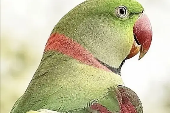 Lost bird, River Road, Wollondilly, Sydney - male, green with a silver ring on his foot - photo