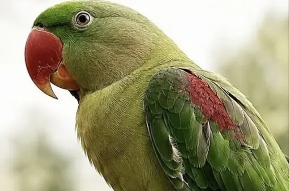 Lost bird, Wollondilly, New South Wales, Sydney - female Alexandrine with a long tail - photo