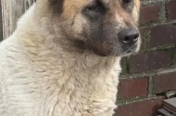 Chien perdu femelle, Lebucquière, Lille — Akita américain blanche marron - photo