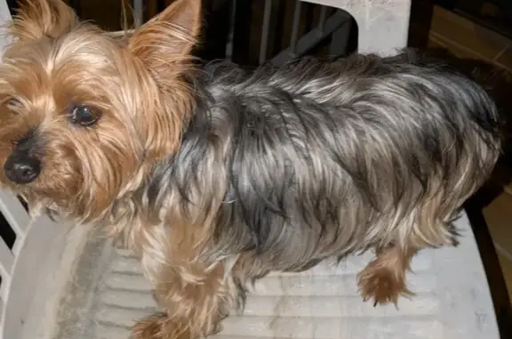 Chien trouvé Évian-les-Bains, photo: Chien trouvé mâle, Avenue des Marronniers, 1, Évian-les-Bains - petit, calme, queue coupée