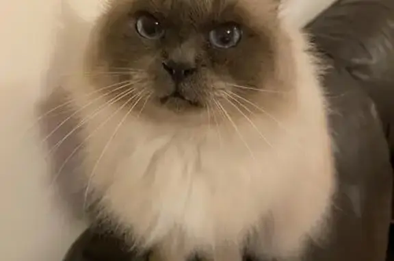Lost cat, Teal Close, Wesham, Kirkham - female, blue point Birman - photo