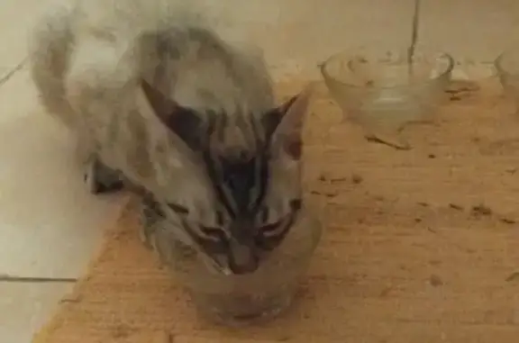 Chat trouvé Lagarrigue, photo: Chat trouvé mâle, Valdurenque, Lagarrigue — jeune chat tigré crème