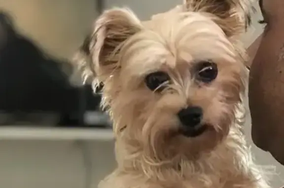 Perdido cachorro fêmea, Rua Aratiba, 59 - pelo liso e clarinho - photo