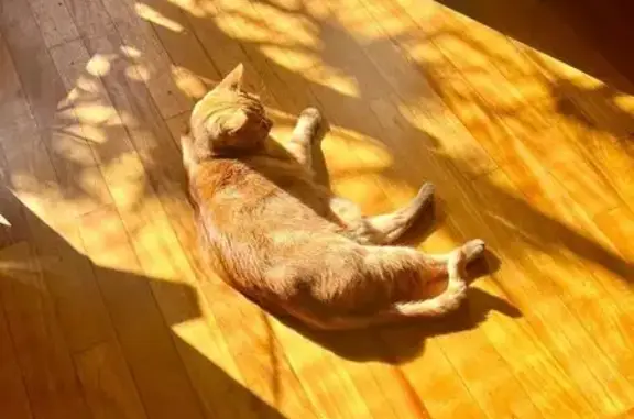 Lost pets Wembley, photo: Lost cat, Grand Promenade, Wembley - ginger domestic shorthair, yellow eyes