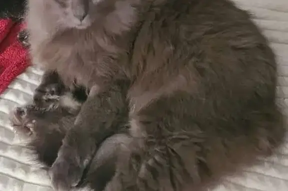 Lost cat, Towey Court, 22132, California - male, gray long-haired, yellow eyes - photo