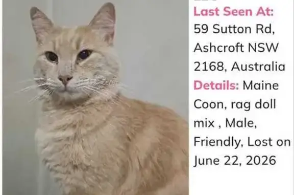 Lost pets Liverpool, photo: Lost cat, Copeland Street, 35, Liverpool City Council, Liverpool — male maine coon mix, Ragdoll mix