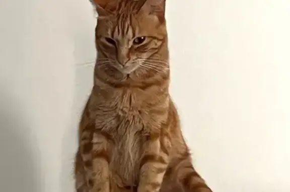 Perdido gato macho, Calle Molino, San Martín del Tesorillo, Sama — pequeño y con clavos de una operación en la pata trasera izquierda - photo