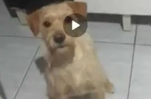 Perdido cachorro fêmea, Rua Augusto Gonçalves, Itupeva — caramelo porte médio - photo