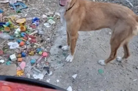 Es una perra muy cariñosa, de color canela, la última vez que la vieron fue por la zona del restaurante Venta Las Pitas, estuvieron con ella y se dejo acariciar, etc. No la cogieron porque pensaban que era de la zona y andaba cerca, pero la estamos buscando, es muy importante para la familia.