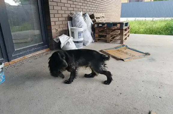Знайдено собаку Вінницькі хутори, фото: Знайдена собака, 2-й провулок Шевченка, Вінницькі Хутори — чорного окрасу з чорним ошийником, спаніель?
