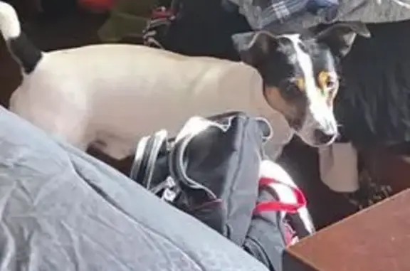 Missing dog Male, Pflugerville (usl542516) - photo