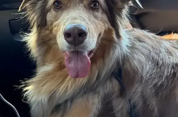 Lost dog, Caldwell Street, 19165, Detroit - male, red merle, knub tail - photo