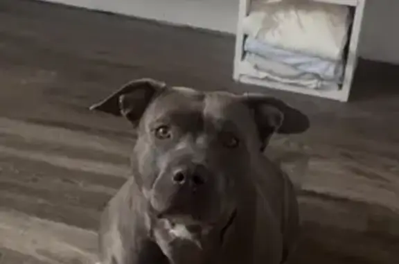 Lost dog, female, Telegraph Road, 8233, Taylor, Detroit - photo