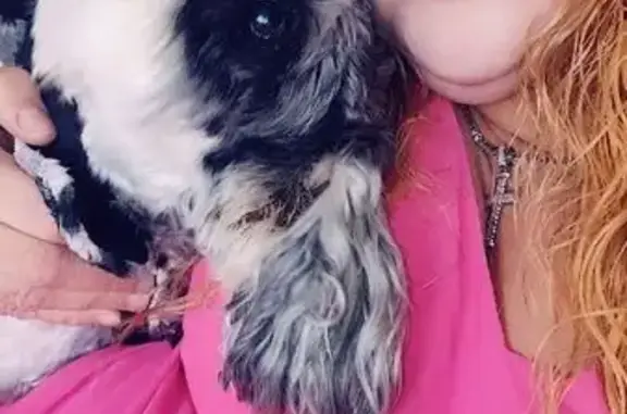 Lost dog, 12th Place South, 14014, SeaTac, SeaTac - female, thin pink collar - photo