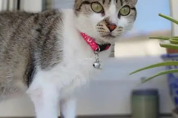 Chat perdu, Rue Louis Bossière, 20, Rennes - femelle, petit chat d'intérieur - photo
