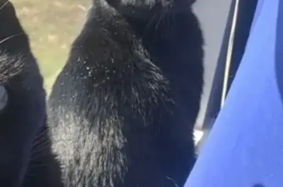 She is wearing a white collar, has a small patch of white fur on her neck, and has extra toes (“thumbs”) on her front paws.