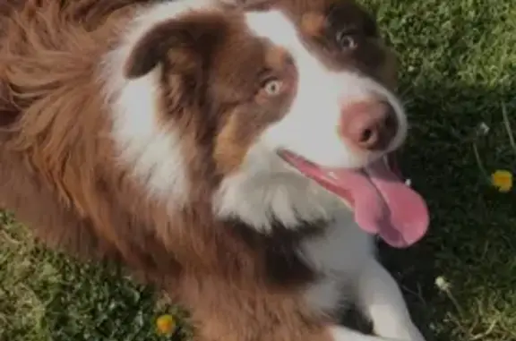 Missing dog Bakersfield, photo: Lost dog, Valerio Court, 9805, Bakersfield - male Border Collie, skittish
