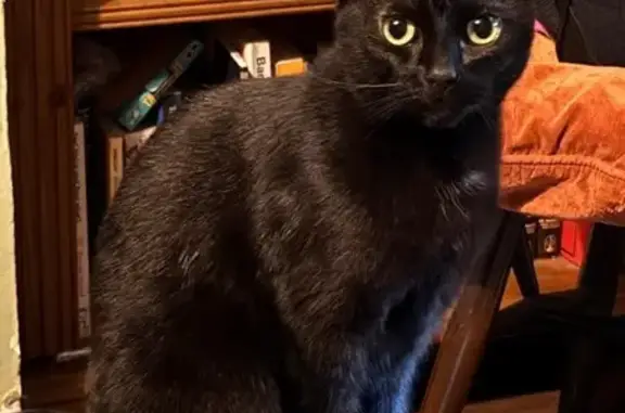 Lost cat, Belmont Road, 17, Wallington — small black female cat, very vocal and friendly - photo