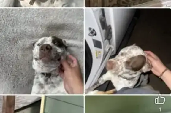Lost dog, Farm to Market 969, 8709, Austin - male - photo