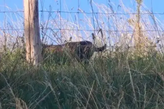 Animaux perdus et trouvés France, photo: Chat trouvé, Noisiel - tigré et un peu méfiant
