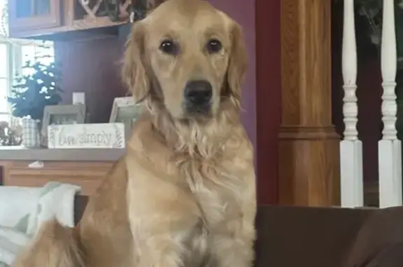 Lost dog, Bailey Road, 1506, Cowlesville, Arlington - female light golden retriever - photo