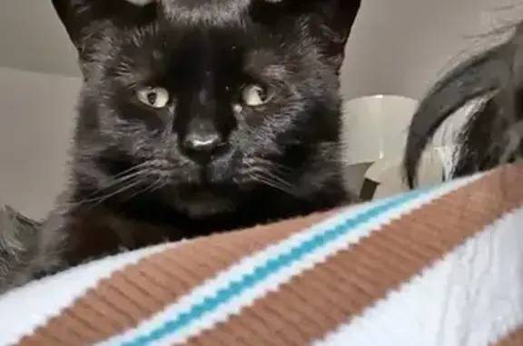 Lost cat, Duane Court, 2, Middlebury - female, friendly, small - photo
