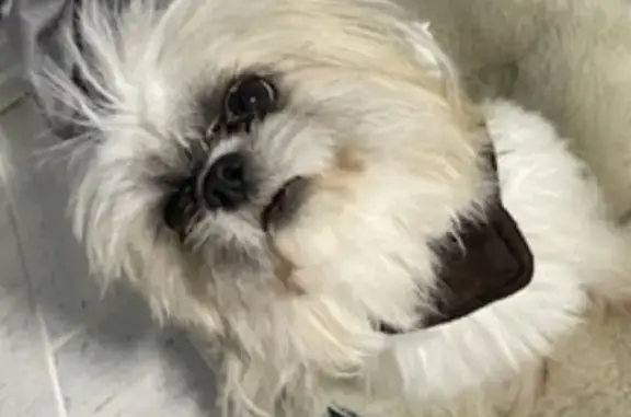Lost dog, West 12th Street, 403, Chicago Heights — male, small fluffy Shih Tzu - photo