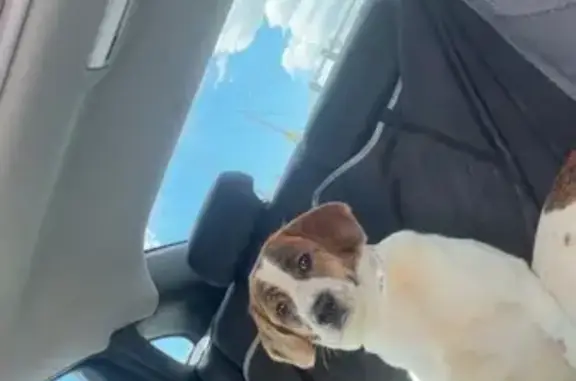 Lost dog, Thornton, Colorado - white with a mostly brown face and brown spots - photo