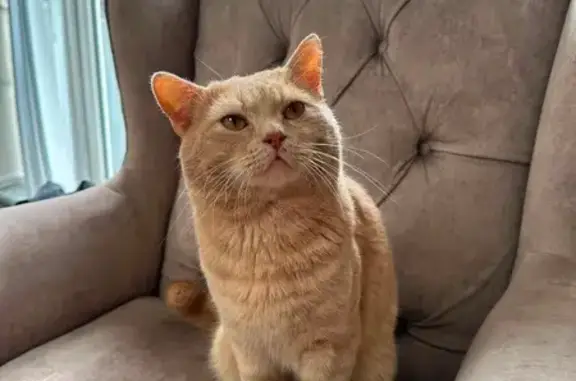 Lost cat, Leaf Road, Houghton Regis, London - male - photo