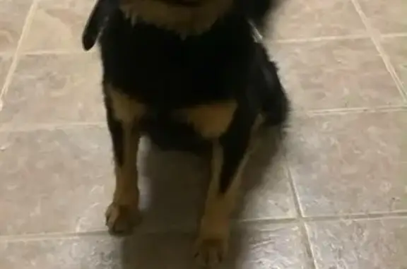 Encontrado cachorro macho pret...