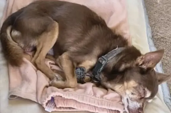 Perdido perro macho en Culhuacan, 8127, Chihuahua, Chihuahua - no escucha y no ve bien - photo