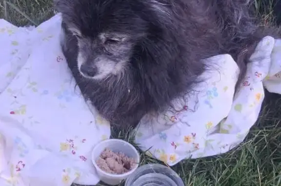 Found dog Idaho Falls, photo: Found dog, Koster Avenue, 1020, Idaho Falls - senior black Pomeranian
