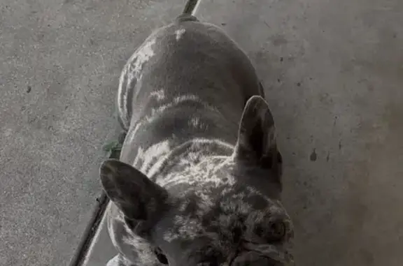 Lost dog, Alessandro Avenue North, 22585, San Jacinto - male, merle, very scared of fireworks - photo