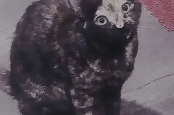 Perdido gato hembra, Carrer de Gayarre, 52, Barcelona - ojos verdes - photo