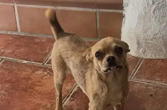 Perro perdido macho, Desconocido, 1, Coín, Alhaurin el Grande - marrón y amigable - photo
