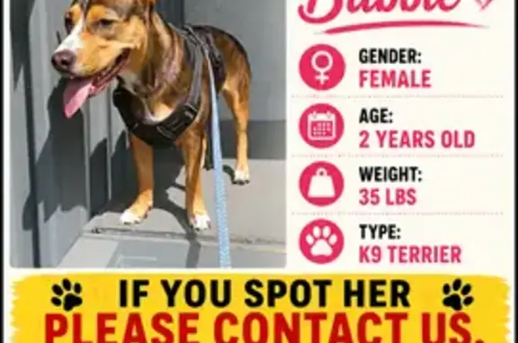 Lost dog, Sanford, Florida - brown with a white belly, black harness, blue leash - photo
