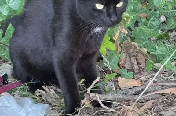 Chat trouvé Dunkerque, photo: Chat trouvé, Avenue de la Polyclinique, 1, Dunkerque - habitué à la cage et à la voiture