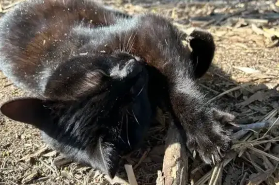 Chat perdu mâle, Ille-sur-Têt - queue cassée et yeux verts - photo