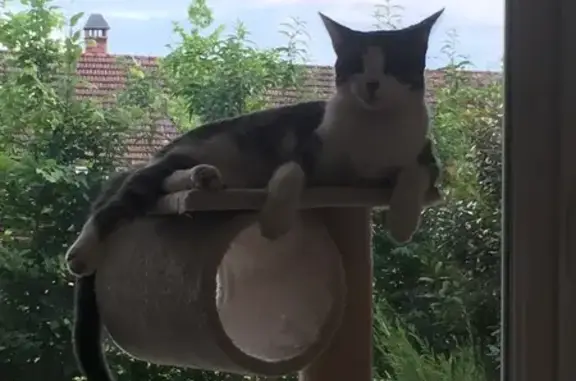 Chat perdu mâle, Rue des Chavannes, 314, La Roche-sur-Foron, Paris — gris et blanc, yeux verts - photo