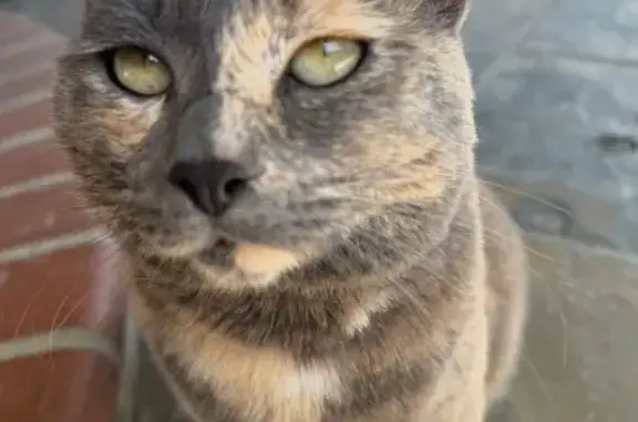 Lost cat, Painted Rock Drive, 2425, Santa Clara - female, grey with tan patches - photo